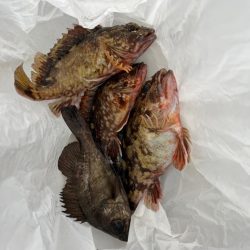 メバリング　釣れました