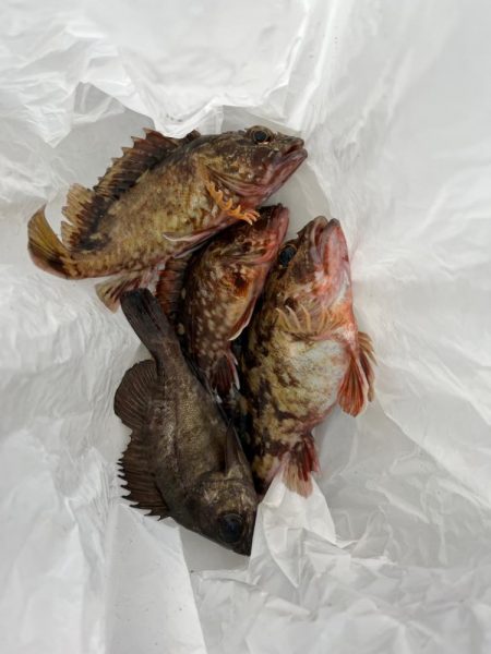 メバリング　釣れました