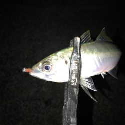 ヤリイカからの鯵