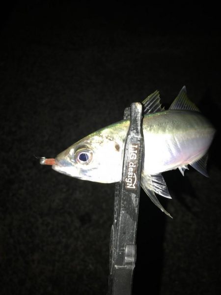 ヤリイカからの鯵