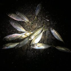 フィッシング大阪帰りのフロートアジング笑