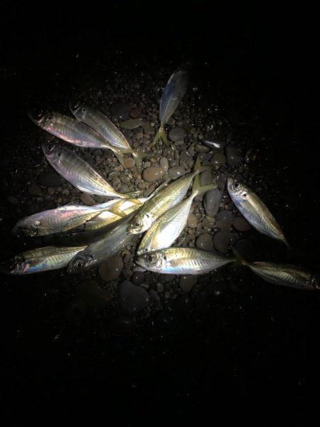 フィッシング大阪帰りのフロートアジング笑