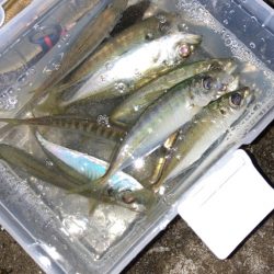 お久しアジング