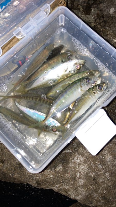 お久しアジング