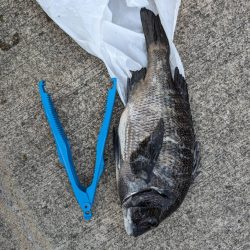 エビ撒きで魚の活性高いです