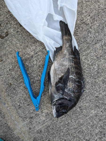 エビ撒きで魚の活性高いです