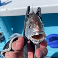 今月末で閉業との事