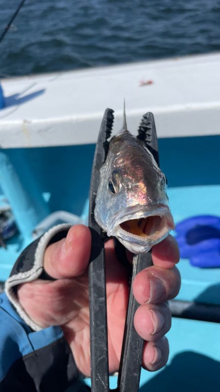 今月末で閉業との事