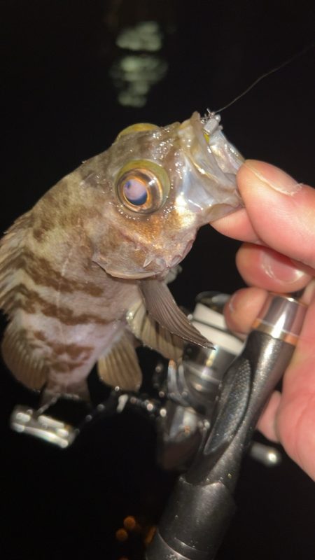 仕事終わりメバリング