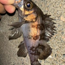 メバル⑧&タケノコメバル①