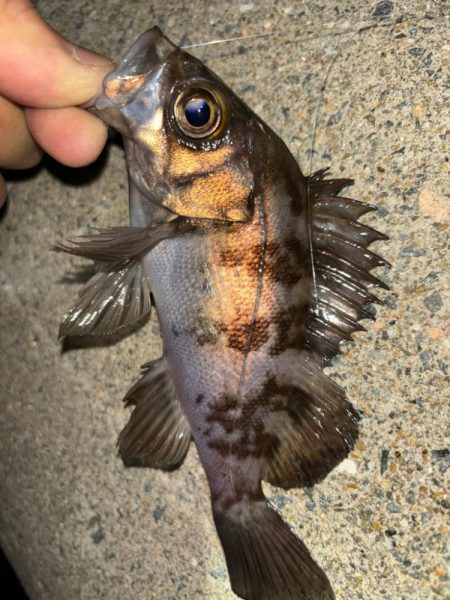 メバル⑧&タケノコメバル①