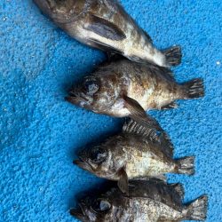 メバリング好調です