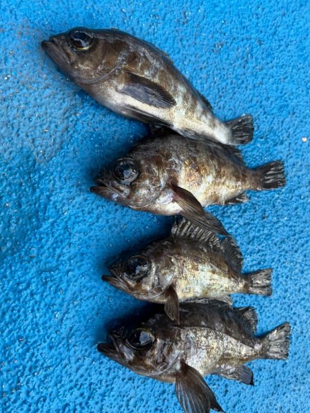 メバリング好調です