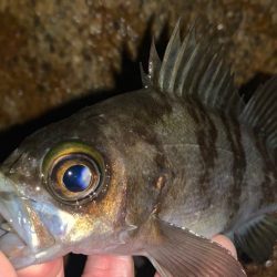 大阪湾ラン&ガン