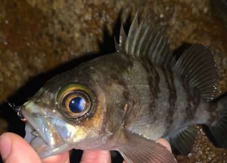 大阪湾ラン&ガン