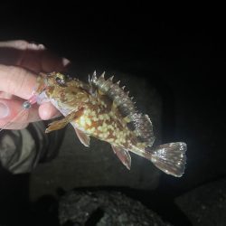 ガシラ♩ガシラ