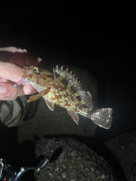 ガシラ♩ガシラ