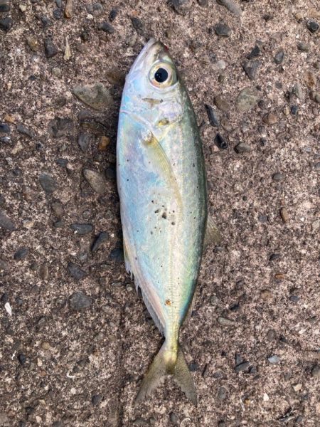 2024ライトゲーム第5戦