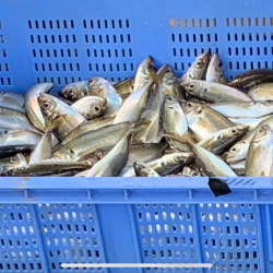 大阪湾沖合でアジ釣り！