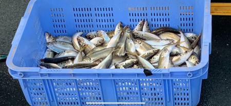 大阪湾沖合でアジ釣り！