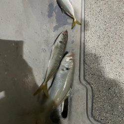 バチコンアジング