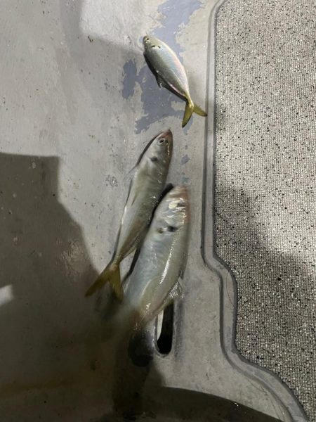 バチコンアジング