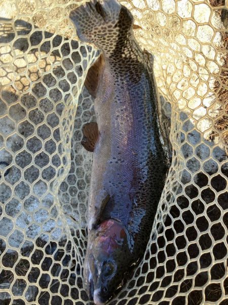 エリアトラウト