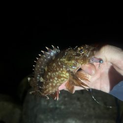 夕まずめチャレンジ🎣