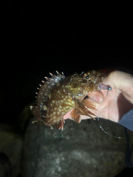 夕まずめチャレンジ🎣