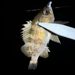 大阪南部ライトゲーム