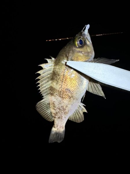 大阪南部ライトゲーム