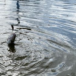 かめプー良いとこ一度はおいで〜