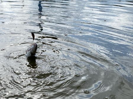 かめプー良いとこ一度はおいで〜