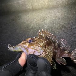 フロート、ライトプラッキング