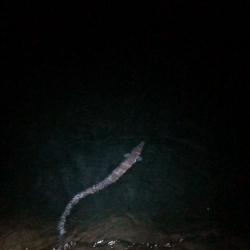 【みなべエリア】アオリイカ