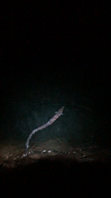 【みなべエリア】アオリイカ