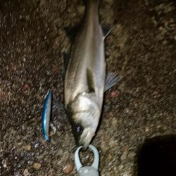 教えたくないけど、爆釣の千葉港