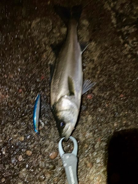 教えたくないけど、爆釣の千葉港