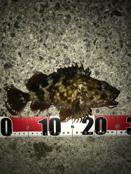 穴釣り最後に！