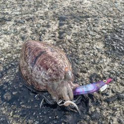 狙い通りに釣れたら嬉しいですね♪