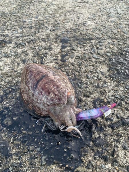 狙い通りに釣れたら嬉しいですね♪