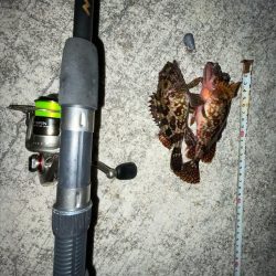 カサゴとメバル