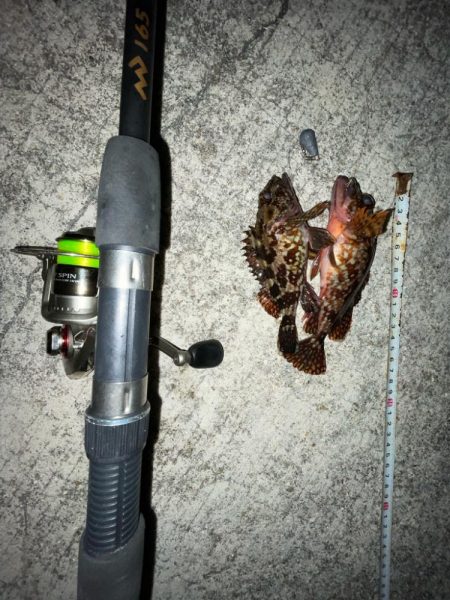 カサゴとメバル