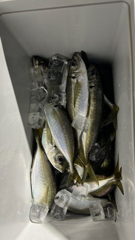 初ボートアジング