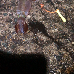 ヤリイカ釣行