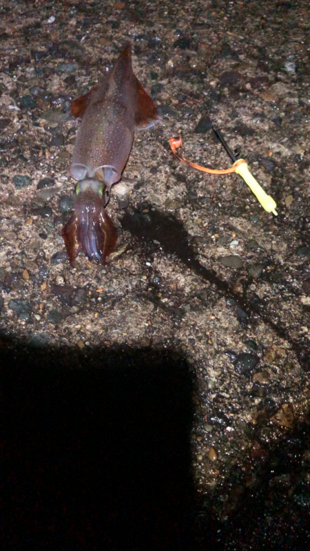 ヤリイカ釣行