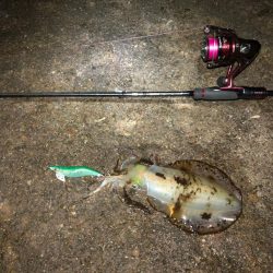 【田辺〜みなべエリア】2月のアオリイカ