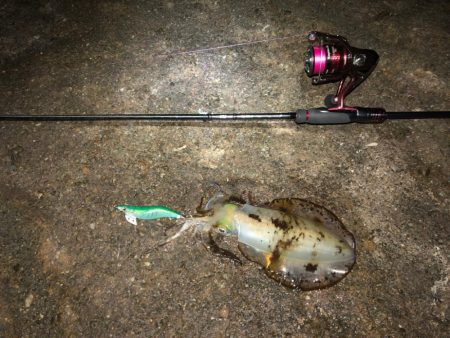 【田辺〜みなべエリア】2月のアオリイカ