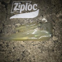 ヤリイカゲーム🦑🦑🦑