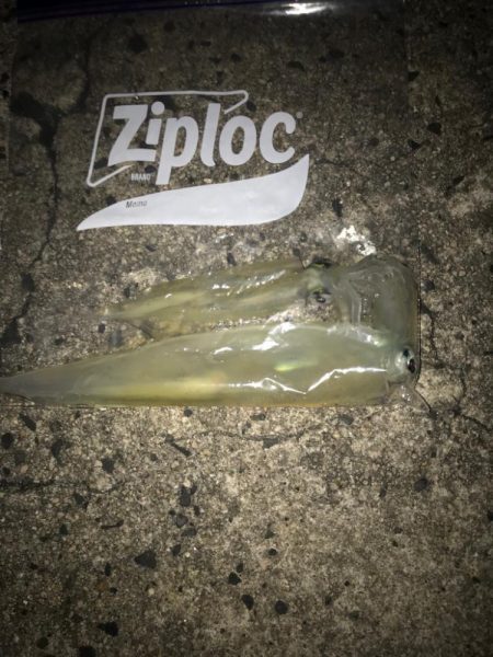 ヤリイカゲーム🦑🦑🦑